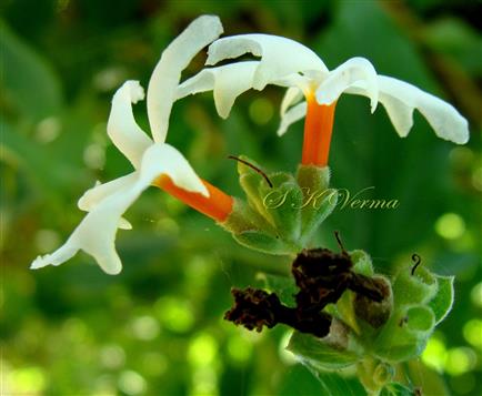  Fascicle of Flowers